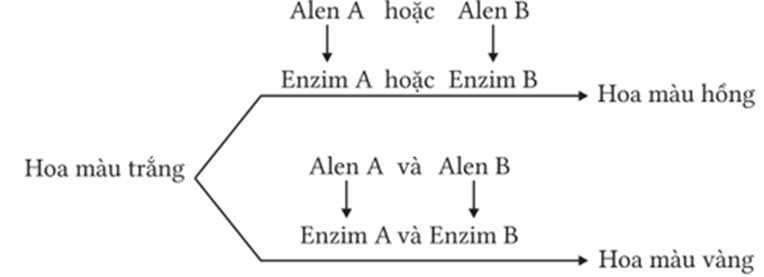 Ở 1 loài thực vật màu sắc hoa do hai cặp gene không allele thuộc hai cặp nhiễm sắc thể khác nhau quy định màu sắc, các gen này quy định các enzyme khác nhau (ảnh 1)