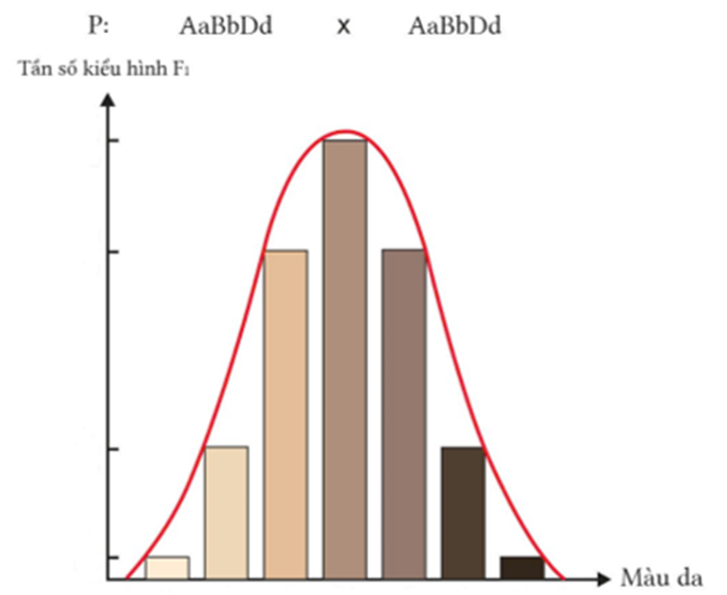 Ở người, xét ba cặp gene trên ba cặp nhiễm sắc thể tương đồng quy định tính trạng màu da. Biết rằng tính trạng màu da tuân theo quy luật tương tác cộng gộp (ảnh 1)