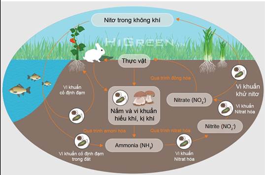 L&yacute; thuyết chu tr&igrave;nh nito sinh 12