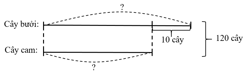 Trong vườn nhà Hoa có tất cả 120 cây cam và bưởi, biết số cây cam ít hơn số cây bưởi là 10 cây (ảnh 1)