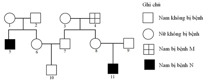 Phả hệ ở hình dưới mô tả sự di truyền của bệnh M và bệnh N ở người, mỗi bệnh đều do 1 trong 2 allele của gene quy định. Cả hai gen này đều nằm ở vùng không tương đồng của NST giới tính X (ảnh 1)