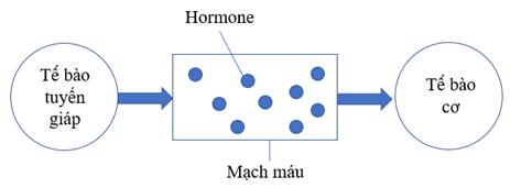 Hormone từ tế b&agrave;o tuyến gi&aacute;p được v&acirc;̣n chuy&ecirc;̉n trong m&aacute;u đến c&aacute;c tế b&agrave;o cơ l&agrave;m tăng cường hoạt động phi&ecirc;n m&atilde;