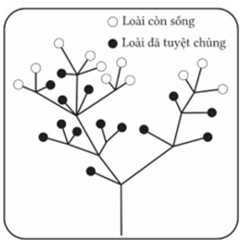 Mô hình phát họa sơ đồ hình thành loài kiểu tiến hóa phân nhánh được Darwin công bố trong công trình Nguồn gốc các loài. (ảnh 1)