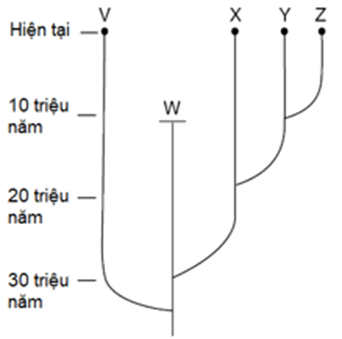 Hình bên mô tả cây phát sinh chủng loại, hãy cho biết nhận định nào sau đây đúng hay sai? (ảnh 1)