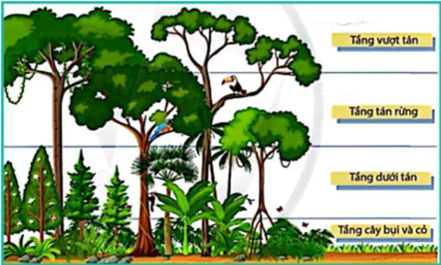 Cho hình minh họa về cấu trúc không gian của quần xã. Quan sát hình và hãy viết liền các số tương ứng với những nhận định đúng (sắp xếp số thứ tự tăng dần từ bé đến lớn)? (ảnh 1)