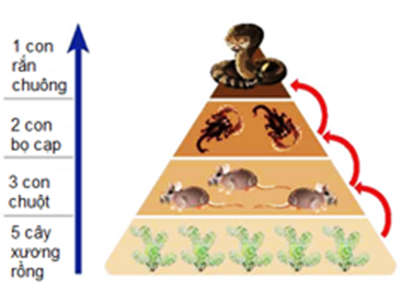 Hình mô tả tháp sinh thái ở sa mạc sau đây, nhận định nào sau đây đúng hay sai? (ảnh 1)