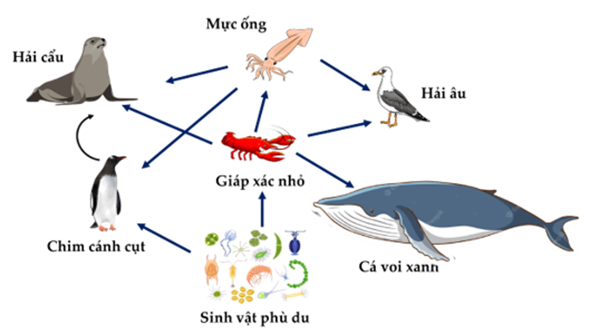 Hình sau mô tả một phần lưới thức ăn tại một vùng biển có nhiệt độ thấp quanh năm, trong đó sinh vật phù du gồm nhiều loài có khả năng sản xuất. (ảnh 1)