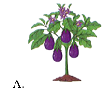 Cây có nhiều quả nhất là: (ảnh 1)