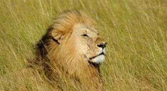 A lion in the grass
AI-generated content may be incorrect.