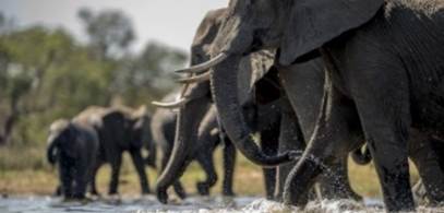 A group of elephants drinking water
AI-generated content may be incorrect.