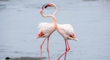 Two flamingos standing in water
AI-generated content may be incorrect.