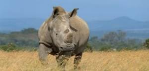 A rhinoceros standing in a field
AI-generated content may be incorrect.