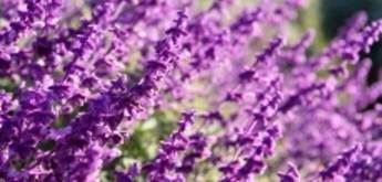 A close up of purple flowers
AI-generated content may be incorrect.