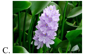 Chọn hình ảnh của cây phong ba. (ảnh 4)