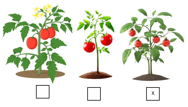 Đếm và điền (x) vào ô trống dưới cây có nhiều quả nhất. (ảnh 2)