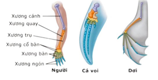 Cho hình ảnh sau:   Dựa vào thông tin trên hình, hãy cho biết các nhận định dưới đây là đúng hay sai? (ảnh 1)