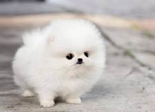 A small white dog standing on concrete

AI-generated content may be incorrect.