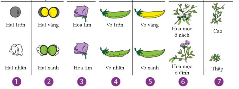 Có tất cả bao nhiêu tính trạng tương phản của cây đậu Hà Lan được mô tả ở hình bên? (ảnh 1)