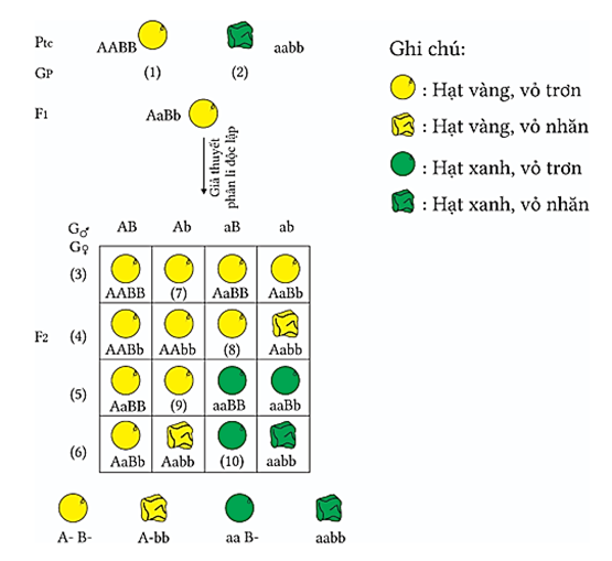 Hình vẽ mô tả giả thuyết phân ly độc lập của Mendel, tổng tỉ lệ của nhóm cây (7)+(8)+(9) là bao nhiêu % ? (ảnh 1)