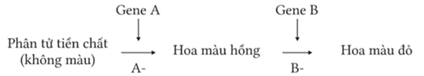 Ở 1 loài thực vật màu sắc hoa do hai cặp gene không allele thuộc hai cặp nhiễm sắc thể khác nhau quy định màu sắc, các gen này quy định các enzyme khác nhau cũng tham gia vào một chuỗi phản ứng hóa  (ảnh 1)