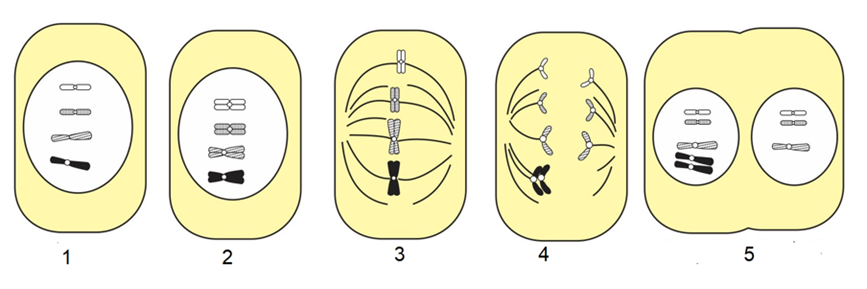 Hình bên mô tả quá trình rối loạn NST xảy ra trong nguyên phân hình thành thể lệch bội, có bao nhiêu thể lệch bội hình thành khi kết thúc quá trình nguyên phân này? (ảnh 1)