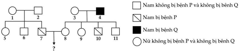 Cho phả hệ như h&igrave;nh sau:   Cho biết kh&ocirc;ng xảy ra đột biến v&agrave; bệnh P do gene P c&oacute; 2 allele l&agrave; P1 v&agrave; P2 gene quy định (ảnh 1)