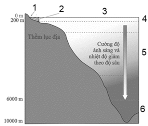 Hình bên mô tả cấu trúc cắt dọc của khu sinh học nước mặn. Vùng nước số mấy có nhiều thực vật phù du sinh sống nhất? (ảnh 1)