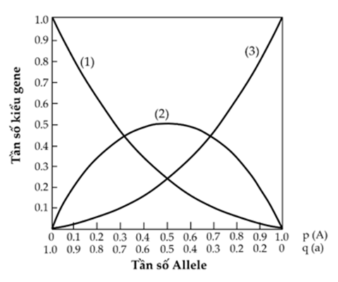 Một quần thể lưỡng bội xét gene có 2 allele A,a nằm trên NST thường, tần số kiểu gene được thể hiện ở hình bên. Quan sát đồ thị và cho biết mỗi phát biểu sau đây đúng hay sai về cấu trúc các quần thể này? (ảnh 1)