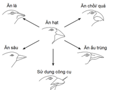 Chim sẻ trên quần đảo Galapagos được cho là có nguồn gốc từ Nam Mỹ và đã tiến hóa hình thành loài mới trong 10 000 năm qua (ảnh 1)