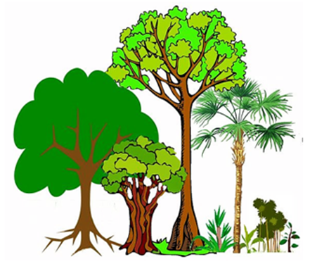 Hình dưới cho thấy sự phân bố của các loài sinh vật trong rừng mưa nhiệt đới. Nhận định nào sau đây là đúng hay sai? (ảnh 1)