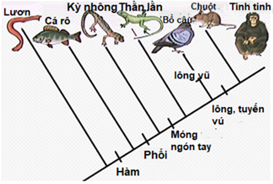 Hình bên mô tả cây phát sinh chủng loại, hãy cho biết nhận định nào sau đây đúng hay sai? (ảnh 1)