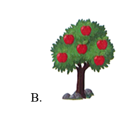 Cây có nhiều quả nhất là: (ảnh 2)