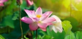 A close up of a flower
AI-generated content may be incorrect.