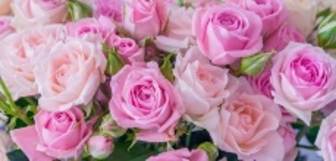 A bouquet of pink roses
AI-generated content may be incorrect.