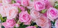A bouquet of pink roses
AI-generated content may be incorrect.