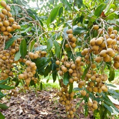 A bunch of fruit on a tree
AI-generated content may be incorrect.