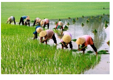 Điền từ phù hợp với hình ảnh sau:   A. lao động vất vả  B. giấc ngủ ngon C. hăng say lao động (ảnh 1)