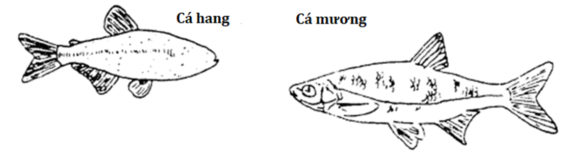 Hình bên mô tả so sánh cấu trúc cơ thể tổng thể của cá hang và cá mương, hãy cho biết phát biểu nào sau đây đúng hay sai? (ảnh 1)