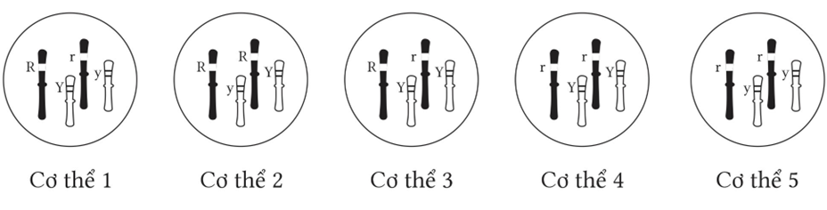 Ở đậu Hà Lan, – R quy định hạt vàng trội hoàn toàn so với allele r quy định hạt xanh, Y quy định hạt trơn trội hoàn toàn so với allele y quy định hạt nhăn. Cơ thể số bao nhiêu giảm phân sẽ cho nhiều loại giao tử nhất? (ảnh 1)