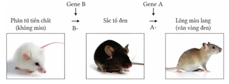Ở loài chuột nhảy Meriones unguiculatus, màu sắc của lông do hai cặp gene không allele thuộc hai NST khác nhau quy định (ảnh 1)