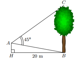 Từ vị trí A người ta quan sát một cây cao. (ảnh 1)