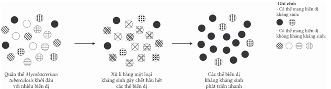 Quan sát hình dưới giải thích sự hình thành các chủng vi khuẩn kháng kháng sinh theo học thuyết Darwin. Mỗi nhận định sau đây là đúng hay sai? (ảnh 1)