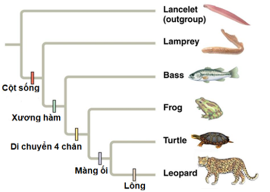 Hình bên mô tả cây phát sinh chủng loại, hãy cho biết nhận định nào sau đây đúng hay sai? (ảnh 1)