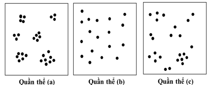 Hình bên mô tả kiểu phân bố cá thể của ba quần thể (a), (b), (c) thuộc ba loài giả định trong diện tích 100 m2. (ảnh 1)