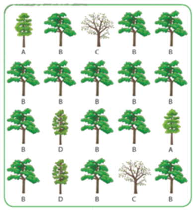 Cho hình minh họa về một tổ chức sống trong sinh giới: (ảnh 1)