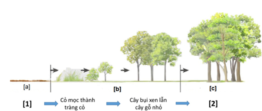 Cho các hình mô tả một quá trình diễn thế sinh thái nguyên sinh, nhận định nào sau đây đúng hay sai? (ảnh 1)
