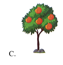 Cây có nhiều quả nhất là: (ảnh 3)