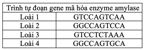 Giả sử trình tự một đoạn DNA thuộc gene mã hóa enzyme amylase được dùng để ước lượng mối quan hệ nguồn gốc giữa các loài. Bảng dưới đây liệt kê trình tự đoạn DNA này của 4 loài khác nhau. (ảnh 1)