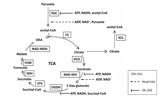 Người ta làm một thí nghiệm như sau: Đặt 1 cây thực vật C3 và 1 cây thực vật C4 (kí hiệu A, B) vào một nhà kính được chiếu sáng với cường độ thích hợp, được cung cấp đầy đủ CO2 và có thể điều chỉnh nồng độ O2 từ 0% đến 21%. (ảnh 1)