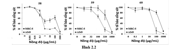 Một trong những phương pháp thường được dùng để xác định độc tính của một hợp chất đối với một loại tế bào là thử nghiệm MTT được tiến hành sau khi nuôi cấy tế bào đến mật độ cao (các tế bào bao phủ 70 – 80% bề mặt bình nuôi)  (ảnh 2)
